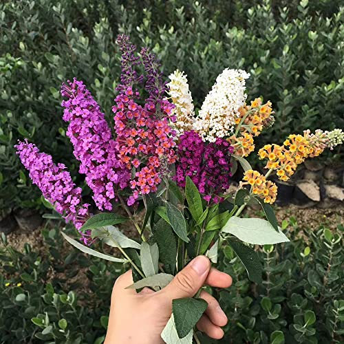 Semi di piante di Buddleia - Serie di piante rare - Albero di farfalle Buddleia - Miscela di fiori Buddleia Tricolore Pianta decorativa da giardino Fiore selvatico Semi di pr 30 Pezzi