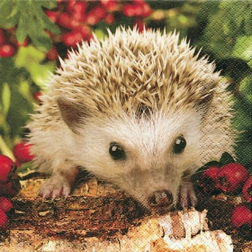 20er Pack Servietten Igel 33 x 33 cm