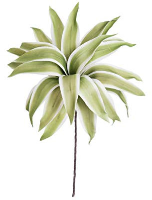 KALALOU Drapy Stonecrop Succulent, One Size, Green