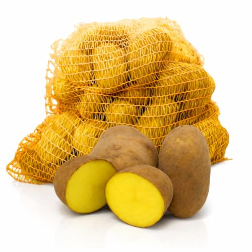 Speisekartoffeln Belana 12,5kg | festkochend & gelbfleischig | Salzkartoffeln, Kartoffelsalat, Gratin, Ofen- u. Pellkartoffeln | sehr lagerfähige Einkellerkartoffel