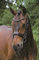 Hans Melzer Horse Equipment Kandare Krusemark, schwarz/messing, Pony