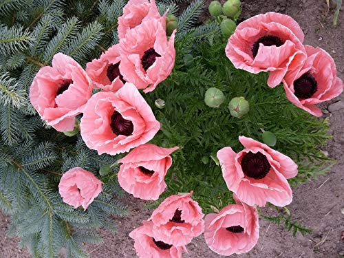 Papaver orientale 'Königin Alexandra' 50 Samen, Mohn 'Queen Alexandra' Riesenmohn (Poppy Queen Alexandra)