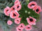 Papaver orientale 'Königin Alexandra' 50 Samen, Mohn 'Queen Alexandra' Riesenmohn (Poppy Queen Alexandra)