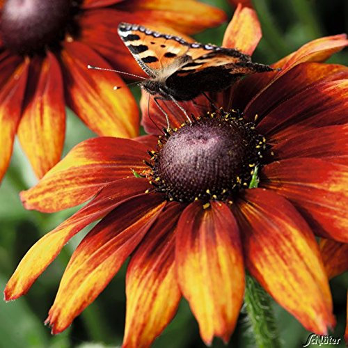 Sonnenhut - Rudbeckia triloba - Winterhart und mehrjährige Pflanze - 1 Pflanze im 9 cm Topf von Garten Schlüter - Pflanzen in Top Qualität