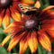 Sonnenhut - Rudbeckia triloba - Winterhart und mehrjährige Pflanze - 1 Pflanze im 9 cm Topf von Garten Schlüter - Pflanzen in Top Qualität