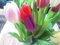 Triumph Tulpen Mischung - 50 blumenzwiebeln