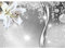 Runa Art Fototapete Blumen Lilien 352 x 250 cm Vlies Tapeten XXL Moderne Wandtapete Wohnzimmer Schlafzimmer Schwarz Weiss 9077011c