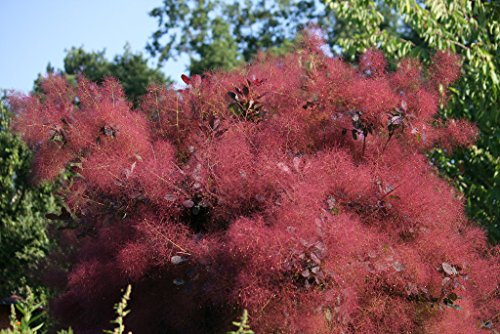 30 Fumo viola arbusto albero Smokebush Cotinus Coggygria Rhus Cotinus sommacco Seeds