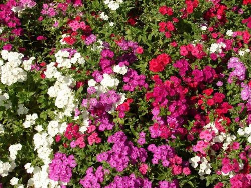 PREMIER SEEDS DIRECT Phlox - DRUMONDII - Beauty Mix - 400 Flower Seeds
