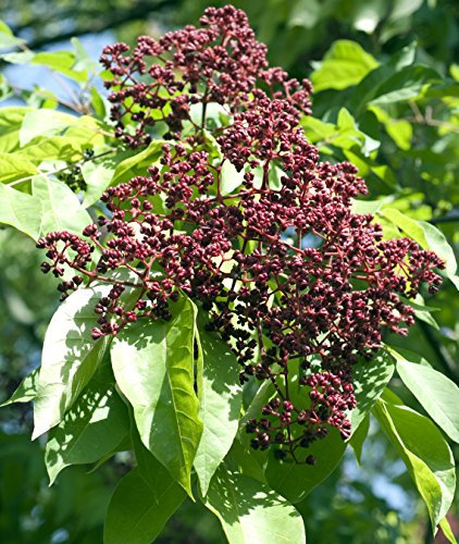 Seedeo® Bienenbaum (Euodia hupehensis) 30 Samen