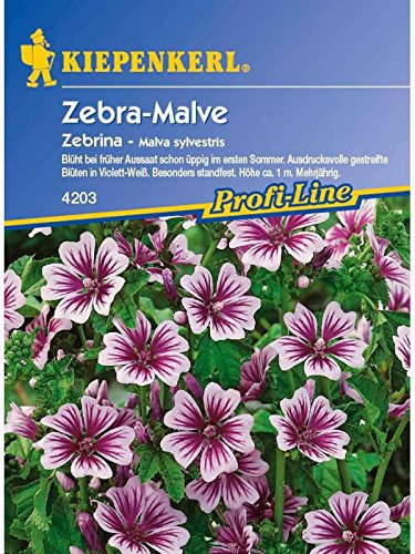 Malva sylvestris Zebra-Malve Zebrina