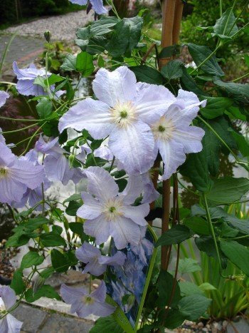 Waldrebe Clematis Blue Angel 80-100 cm hoch im 2 Liter Pflanzcontainer
