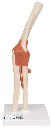 3B Scientific® Funktionales Ellbogengelenkmodell Deluxe – Menschliche Ellbogenanatomie mit flexiblen Bändern, Langlebiges PVC + Smart Anatomy App (5 Jahre Garantie)