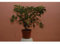 Viburnum Lucidum C-25