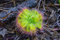 Drosera Burmanii 10 Samen,Fleischfressende Pflanze, Sonnentau