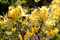 15 Giant Giallo Azalea Seeds * rododendro * 6' a 10' Ft. * Dolce fragrante * appariscente * # 1232