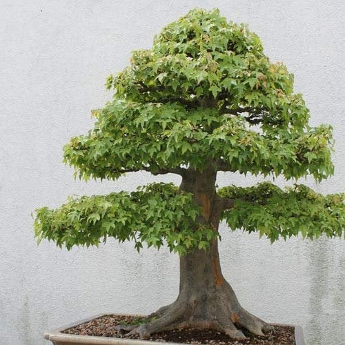Neue Frische Samen 30 PCS amerikanischen Ahorn Samen Bonsai Very Nice Grüne Ahornsamen Miniatur-Bonsai-Baum-Zimmerpflanze, # 54QINA