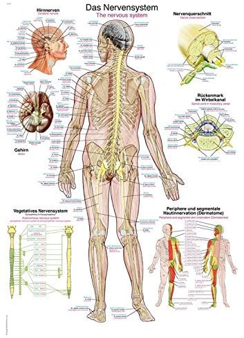Anatomische Lehrtafel Das Nervensystem | ca. 70 x 100 cm