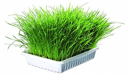 PROREZULT 2 X PACKS OF GROW YOUR OWN TRIXIE CAT GRASS | TWIN PACK INCLUDES 2 X 100g OF SEEDS IN GROWING COMPOST AND 2 X GROWING TRAYS