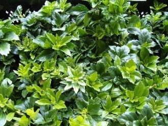 Schattengrün, Dickmännchen 'Compacta' - Pachysandra terminalis 'Compacta' 5-7 Triebe, 8 pro m