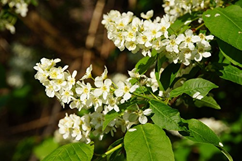 Traubenkirsche (Prunus padus), 40-60 cm, im Topf/Container, 1 Stück