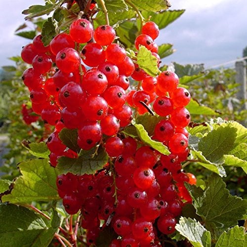 Rosetta, großfrüchtige rote Johannisbeere, aromatischer Geschmack, Busch im 3 Liter Topf
