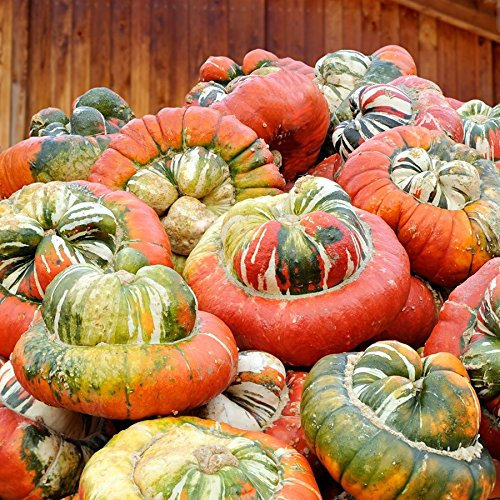 Zierkürbis, 'Turbanmischung'