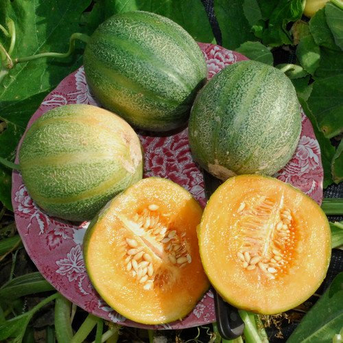 Plant World Seeds - Melon Minnesota Midget Seeds (Melon Seeds)