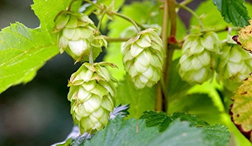 Wilder Hopfen Humulus lupulus 1 Pflanze 60-80 cm Extrem schnellwüchsig bis zu 3 Meter pro Monat