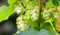 Humulus lupulus 60-80 cm – Winterhart, Mehrjährig, Pflegeleicht – Wilder Hopfen – Kletterpflanze für Pergola & Rankhilfe