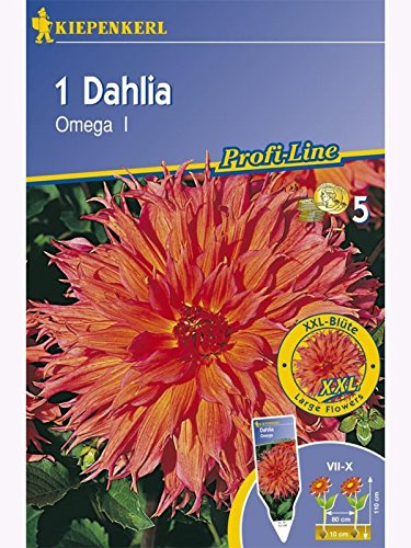 Schmuck-Dahlien riesenblütig Omega lachsrosa