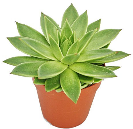Exotenherz - Echeveria agavoides - planta grande en maceta de 12 cm.