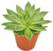 Exotenherz - Echeveria agavoides - planta grande en maceta de 12 cm.