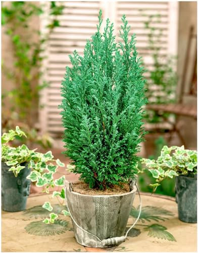 GrowOn Shrubs [x3] Dwarf Conifer Chamaecyparis Lawsoniana 'Ellwoodii' | Multi-Pack | Evergreen Shrubs | Outdoor Garden Ready Plants