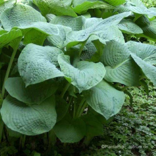 Funkie, Hosta x cultorum 'Empress Wu'