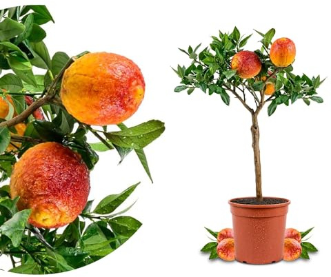 Meine Orangerie® Rote Zitrone Mezzo - Glühweinzitrone - echter Citrusbaum - veredelte Zitrone im 6,5 Liter Topf - Citrus Limon - Lemon Tree - Fruchtreife Zitronen Pflanze - Zitrusstämmchen