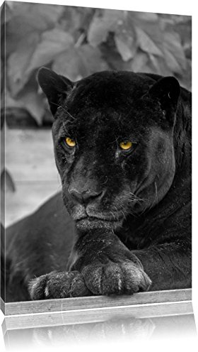 Pixxprint schwarzer Panther, Größe: 100x70cm, Leinwandbild, fertig gespannt, Wandbild, Dekoration, Kunstdruck, kein Poster