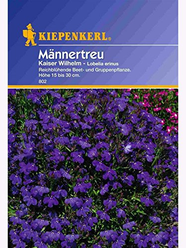 Lobelia Männertreu Kaiser Wilhelm