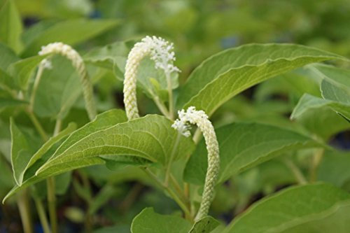 WASSERPFLANZEN WOLFF - Saururus cernuus - Molchschwanz - Eidechsenschwanz, weiß - 4er-Set im Gratis-PFLANZKORB - winterhart - QUALITÄTSSTAUDEN