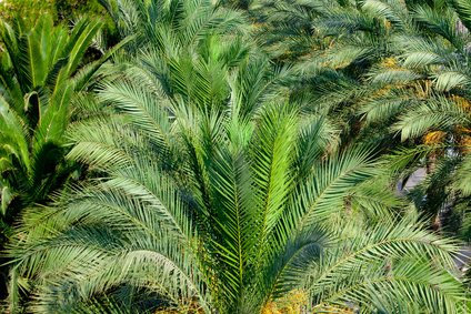 Zwergdattelpalme Phoenix robelenii 5 Samen
