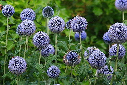 Riesen kugeldistel 15 Samen (echinops bannaticus 'The Giant')
