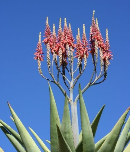 Aloe littoralis exotischen Südafrika saftig selten Kaktus Samen Agave 50 SEEDS