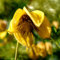 Plant World Seeds - Clematis Tangutica Seeds