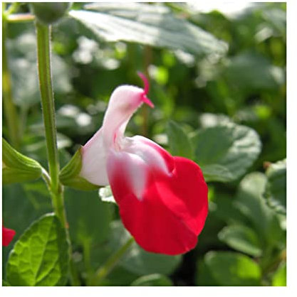 Salvia 'Hot Lips' Perennial Garden XXL Supersize Plug Plants Pack x3