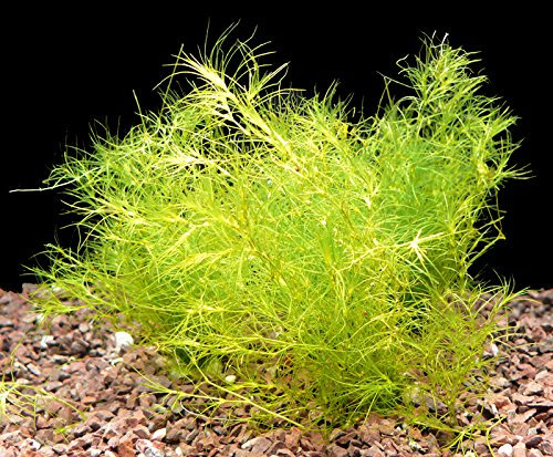 Zoomeister - 1 Bund Nixkraut (Najas Indica)