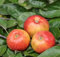 Allergiker-Apfel 'Santana' ca. 150 cm im 10 Liter Topf