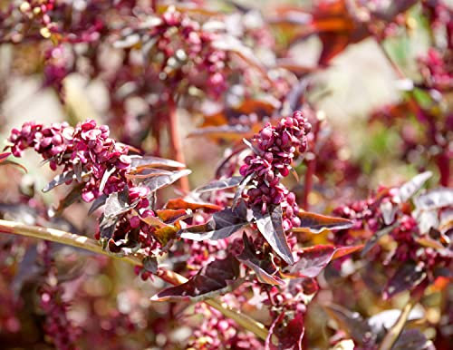 Gartenmelde Rot - Zarter Spanischer Salat, Milder Spinat - Orach Red - 100 Samen