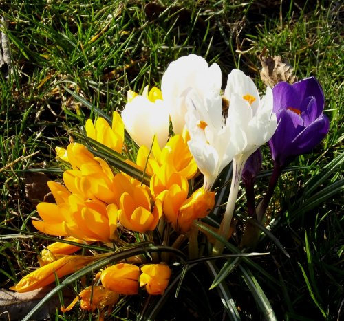 Krokus - Crocus Großblumige Mischung 10 Zwiebeln