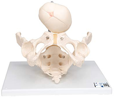 3B Scientific® Beckenmodell zur Demonstration der Geburt – Lebensgroßes weibliches Becken mit Fötus & Plazenta + Smart Anatomy App (5 Jahre Garantie)