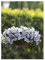 PREMIER SEEDS DIRECT - Pansy Trailing Winter Flowering - Cool Wave - Frost - 20 Seeds